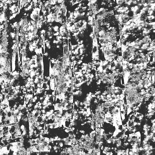 Perspex Flesh — Ordered Image