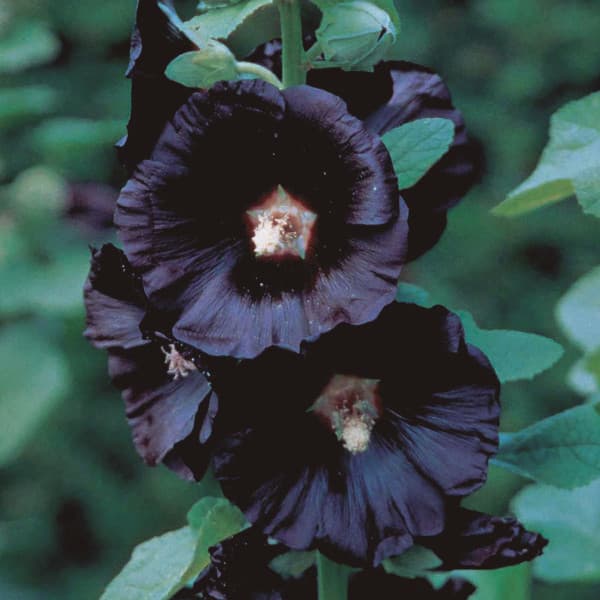 Brick Reds, Black Mauves — Brick Reds, Black Mauves EP