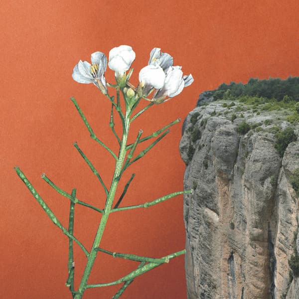 Anna Andreu — Tots Els Cingles